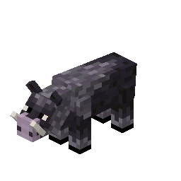 Boar